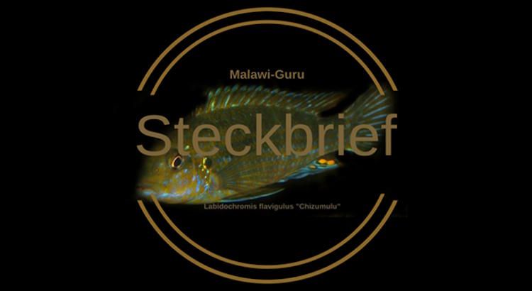 Labidochromis flavigulis